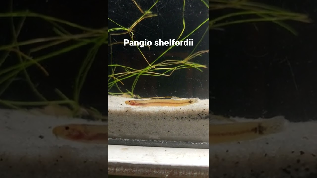 Pangio shelfordii pulau bangka.