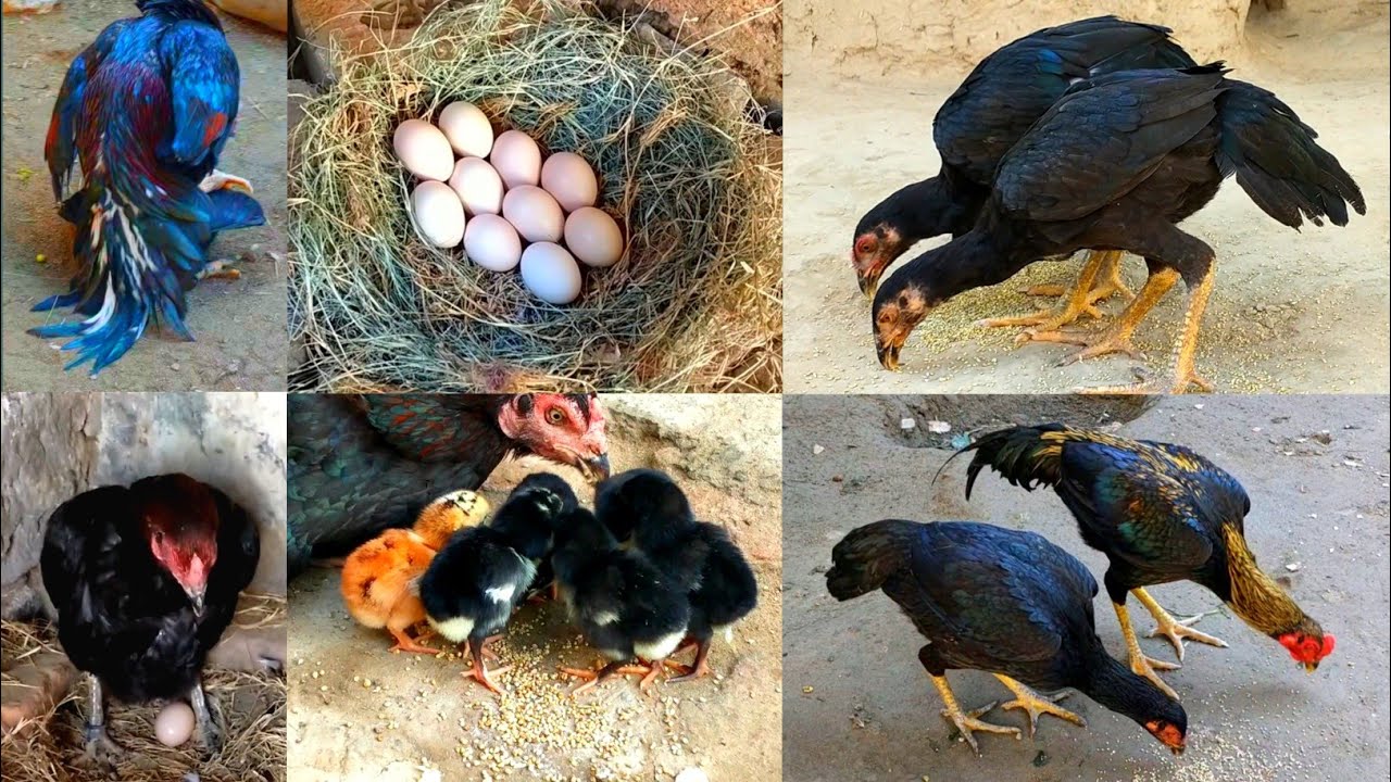 Watch the chicks grow up Complete video from 1 day to 8 months