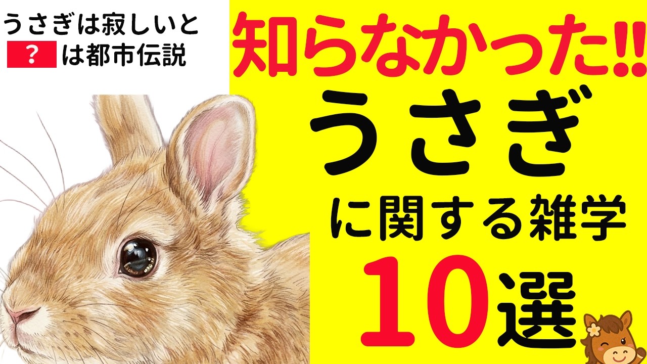 【明日話せる】うさぎに関する雑学10選