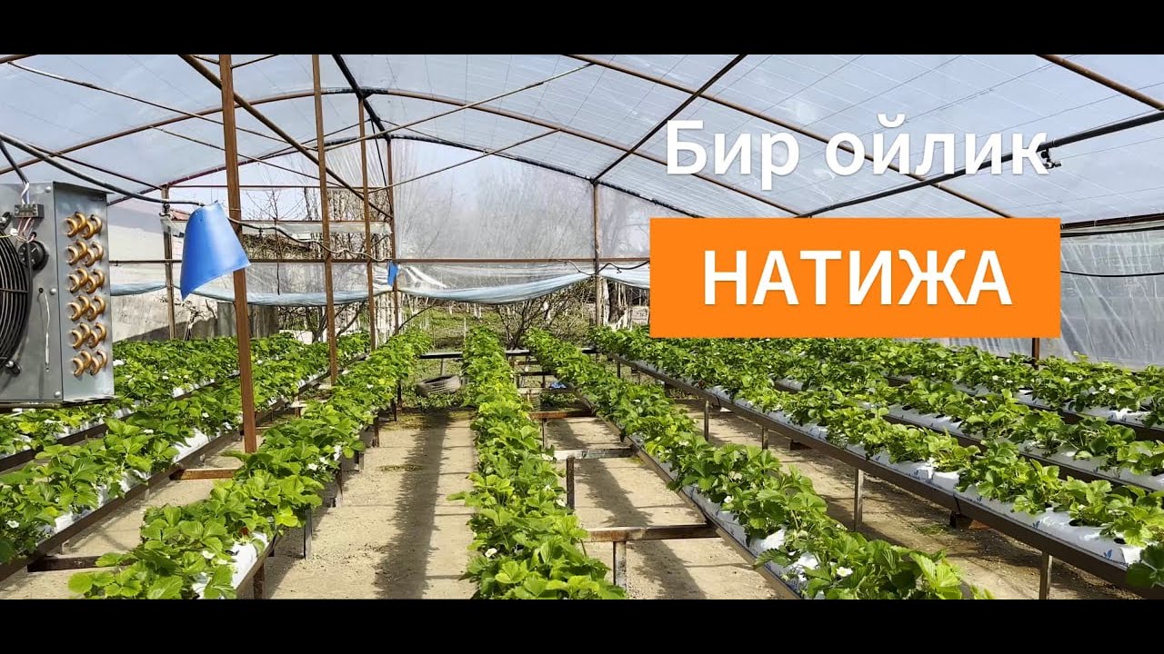 Кулупнайда 1 ойлик натижа! Стеллажда йетиштириш.