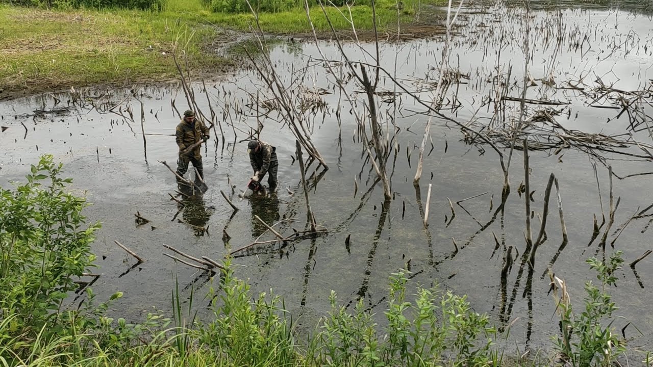03 | Проект Аренда пруда | Пилим сухостой