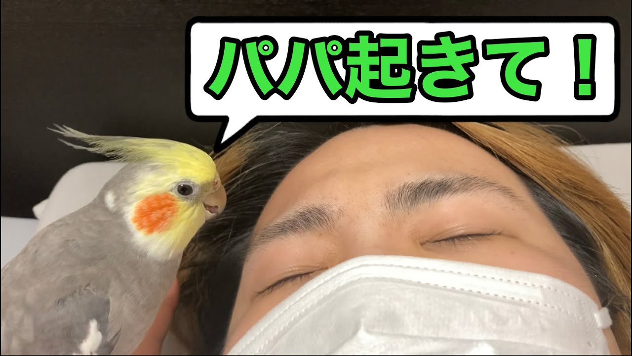 必死にパパを起こす女将が面白すぎる【オカメインコ】