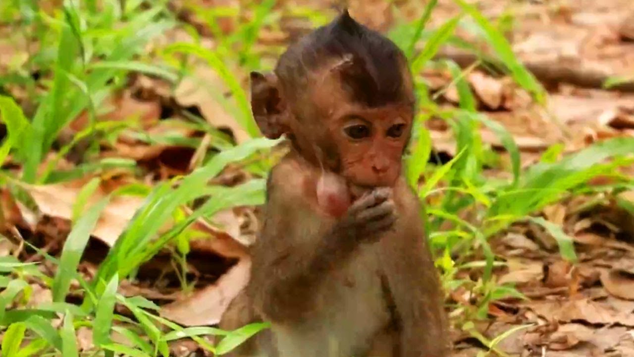 Poor baby monkey Lori get injured on her head