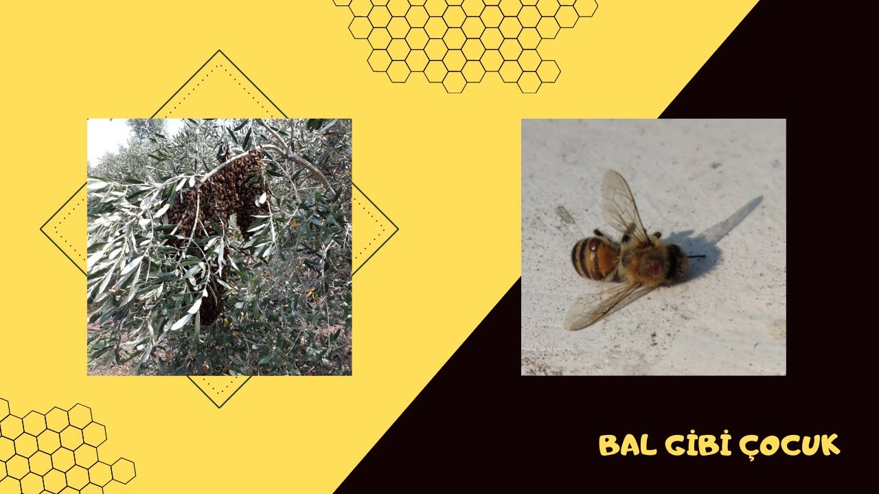 VARROA İÇİN OKSALİK ASİT ÇÖZELTİSİ YAPIMI UYGULAMASI DİKKAT EDİLMESİ GEREKEN NOKTALAR