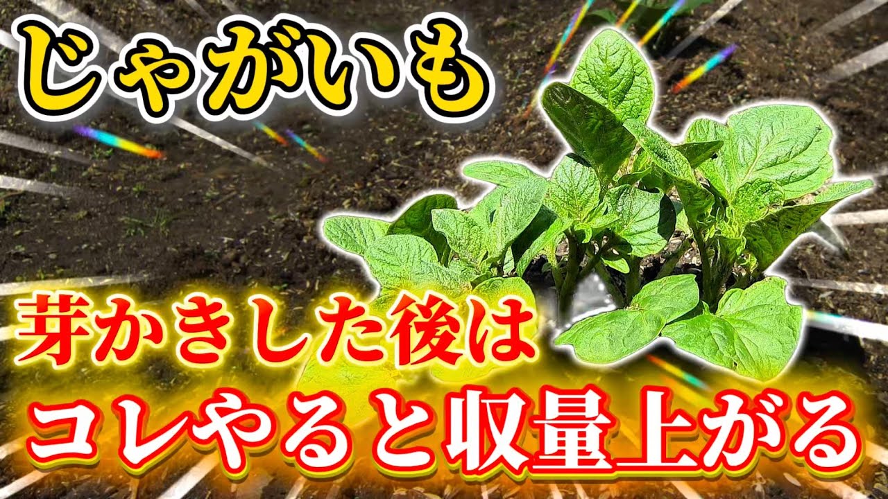 【じゃがいも】芽かきした後に必ずやって欲しい重要な事について話します