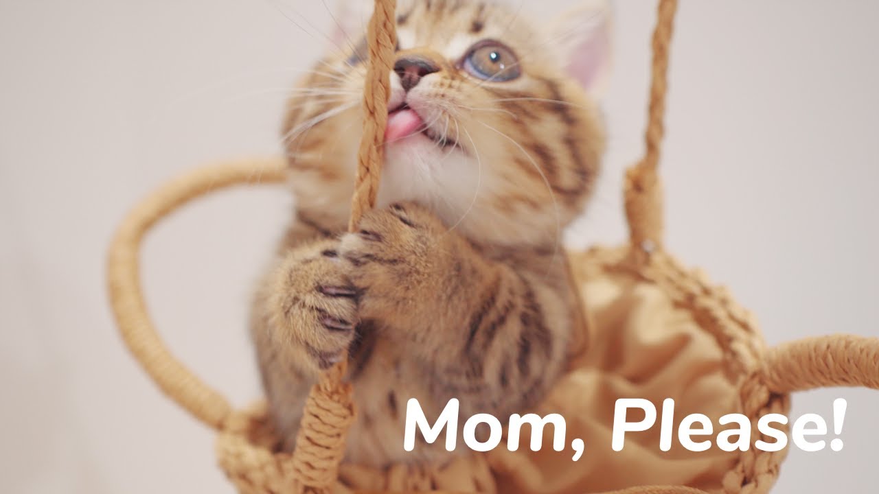 Mom, Please! I don't wanna...... - Day 54 @ Baby Kittens Day 1 to Day 100 Lucky Paws Vlogs