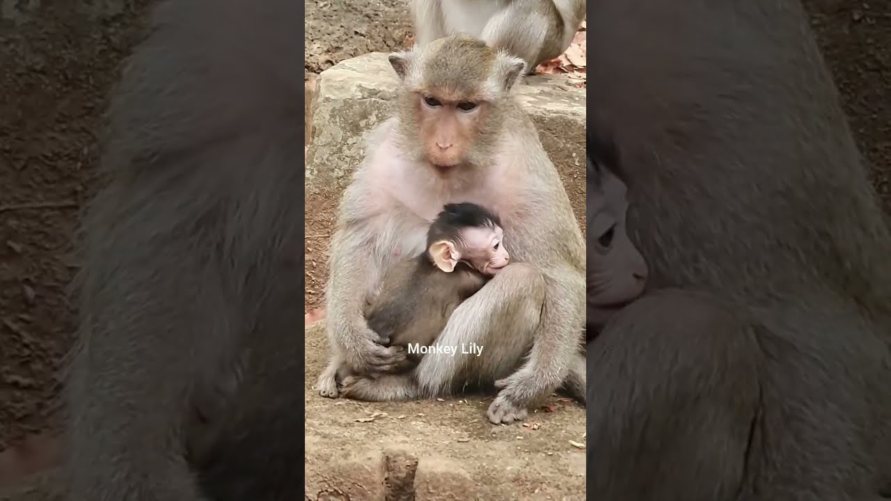 Daily update of monkey Rose and her newborn baby monkey