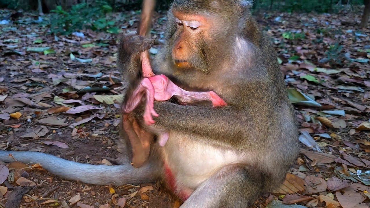 Monkey Gladdis  tries to check her baby Glorian. 