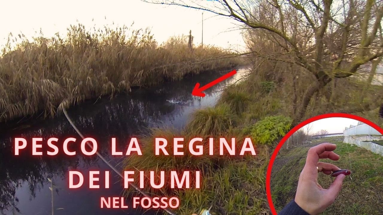 PESCARE LA REGINA DEI FIUMI NEL FOSSO