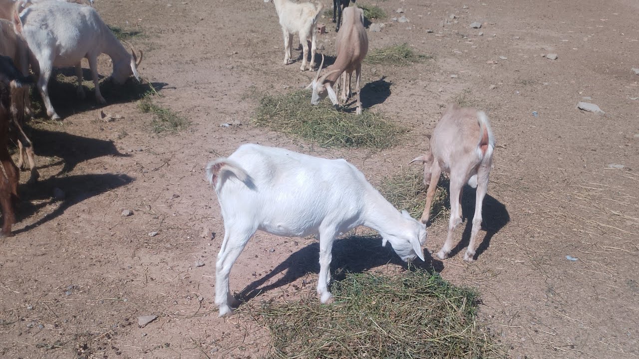 اسباب حصر البول في الاغنام و الماعز والأبقار 