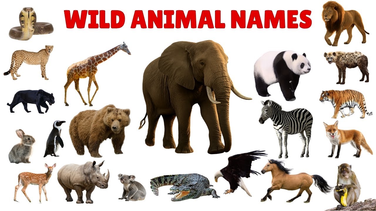 Wild Animals for Kids | Learn Wild Animal Names in English with Sounds