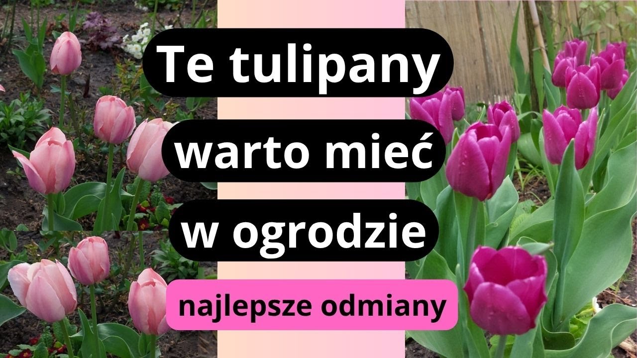 TULIPANY- tegoroczny wiosenny HIT, odmiany tulipan&oacute;w na lata, pięknie i niezawodnie kwitnące