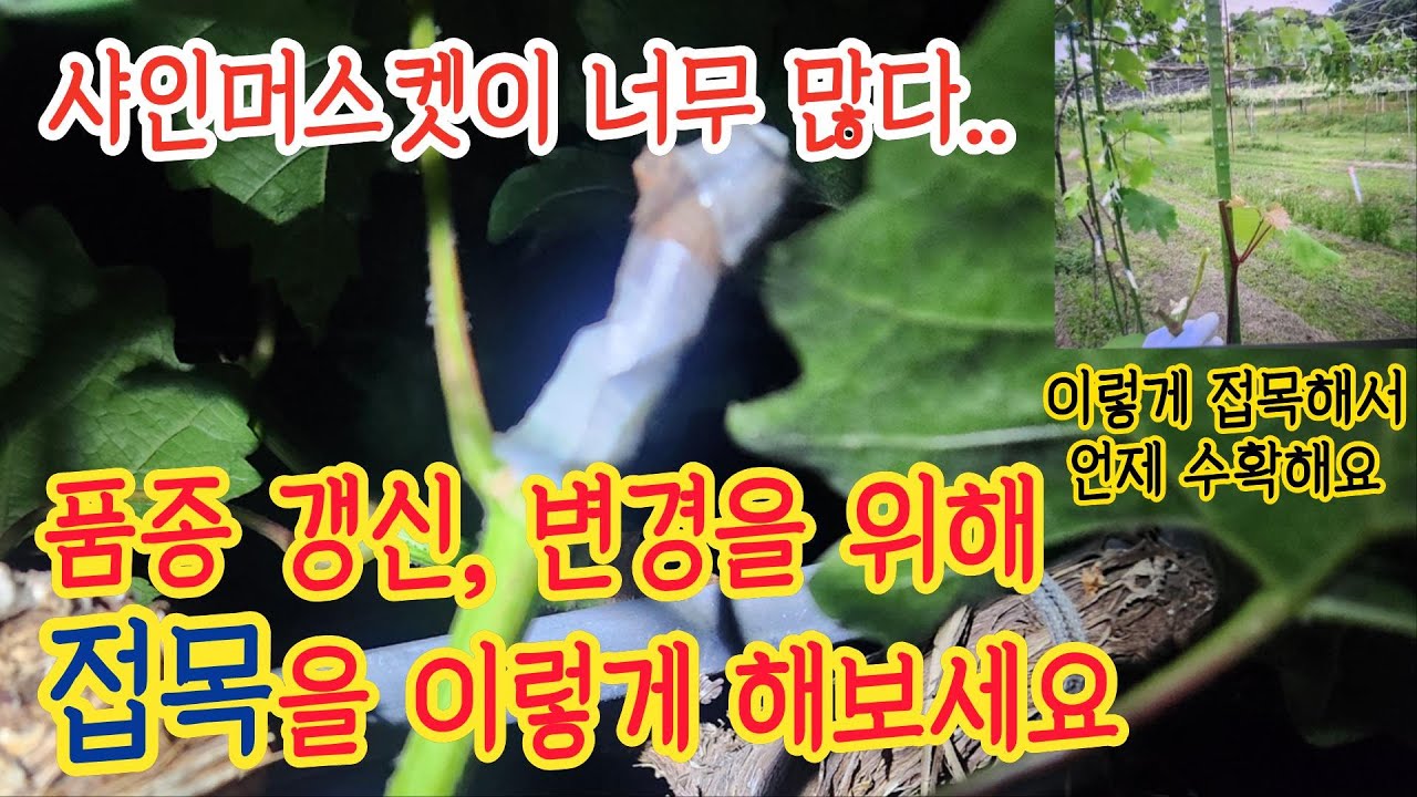 너무 많은 샤인머스켓..다른 품종으로 갱신하려면 XXX접목을 해야 합니다.