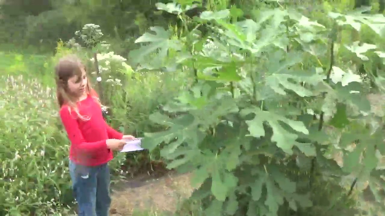 Cold hardy fig experiment results sept 2022