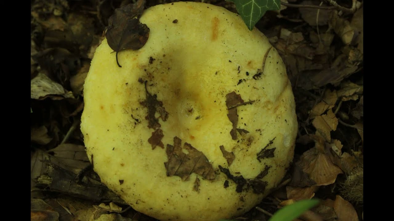 Lactarius intermedius