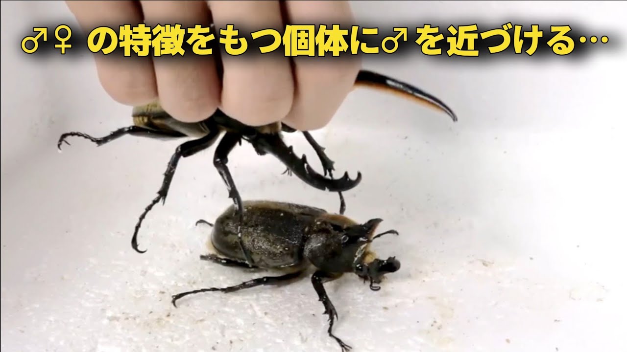 【史上初】♂と♀の特徴をもつカブトムシに♂を近づけたら興味深い行動をとった