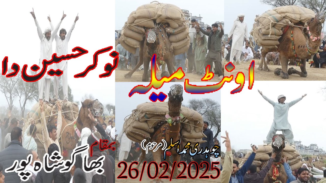 Camel Weightlifting in Pakistan 26/02/2025 | Akharah Camel weight Bagoshapur |