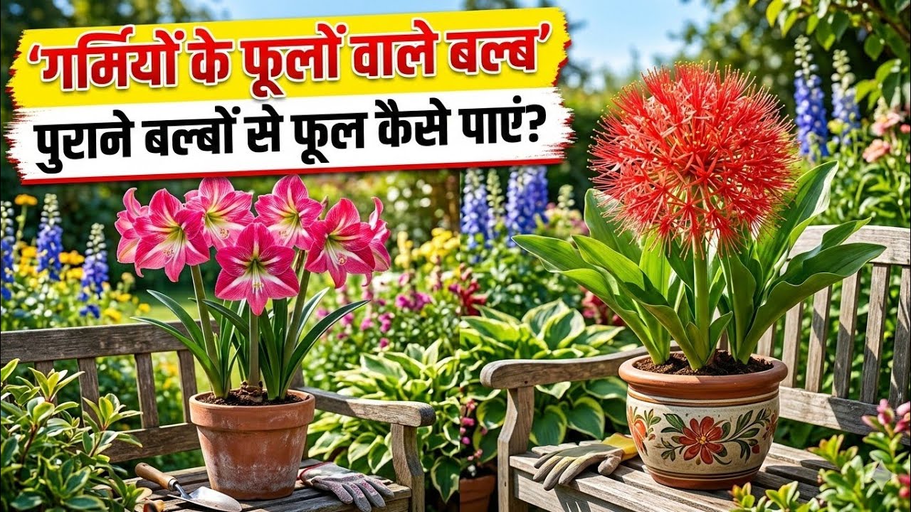 Bulbs se grow kre flowering plants