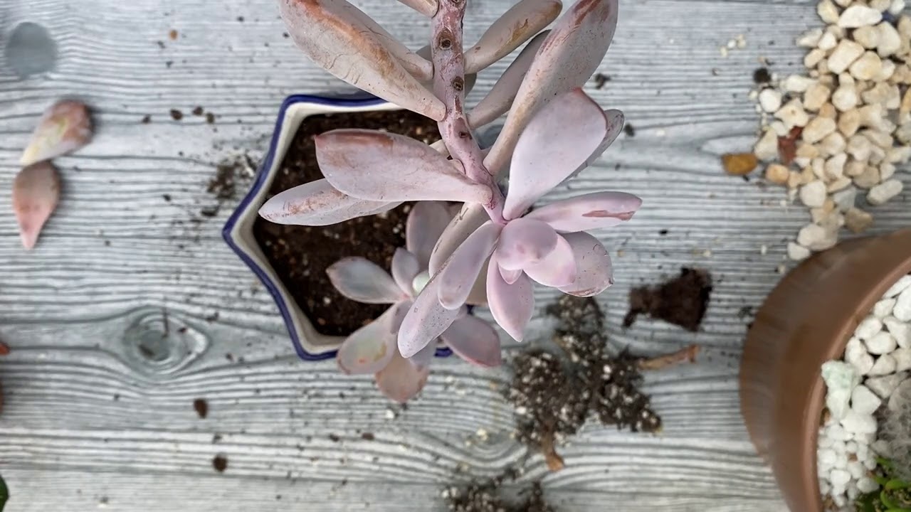 Restarting a succulent plant