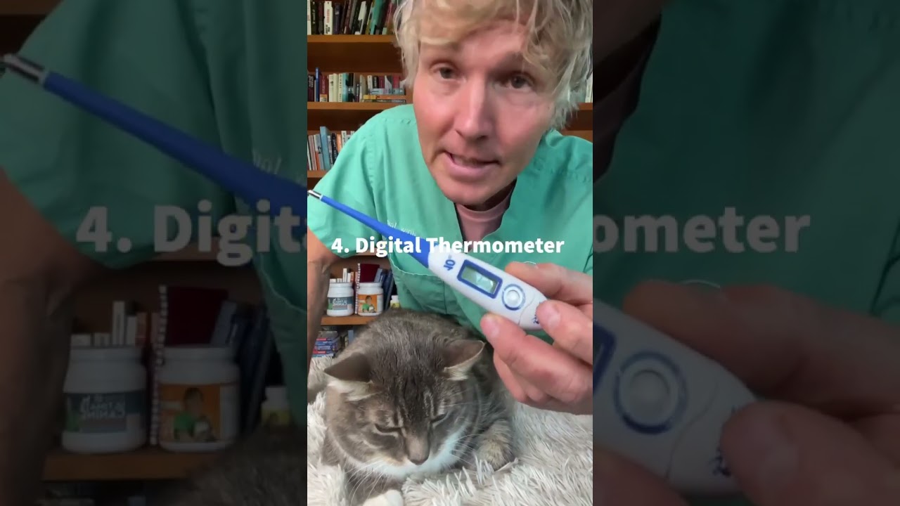 How to know if you cat is sick