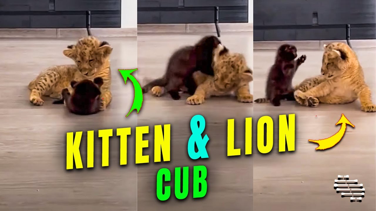 Precious Playful Kitten Trying to Play with a Lion Cub