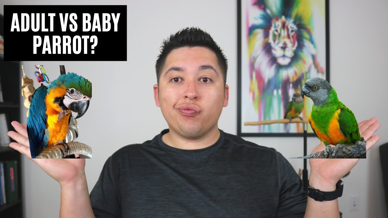 Should You Get A Baby OR Adult Parrot? | Best 
