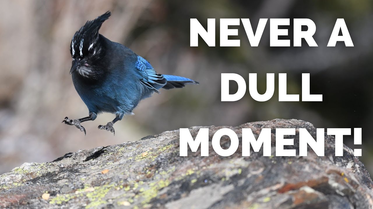 Steller's Jay | Never a dull moment!