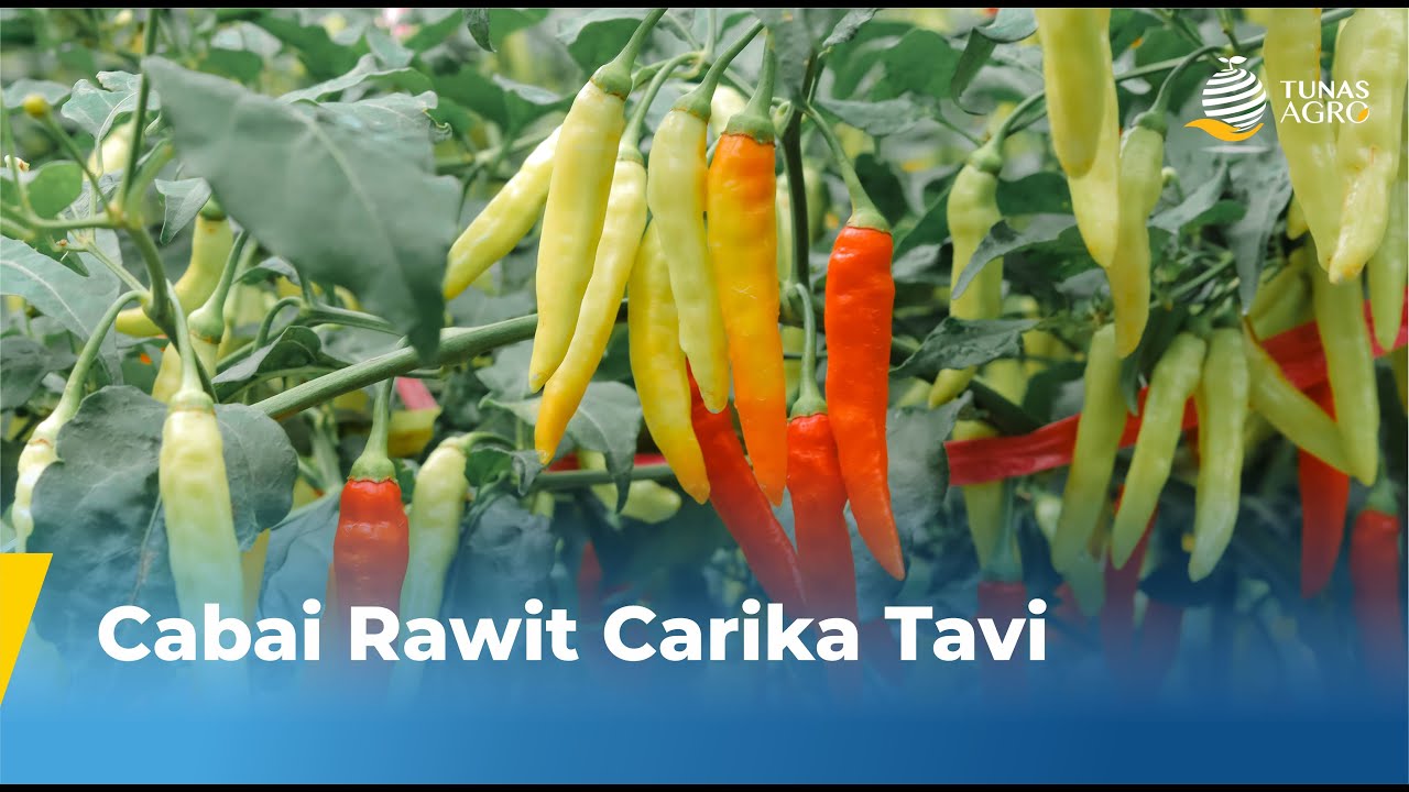 CABAI CARIKA TAVI TUNAS AGRO