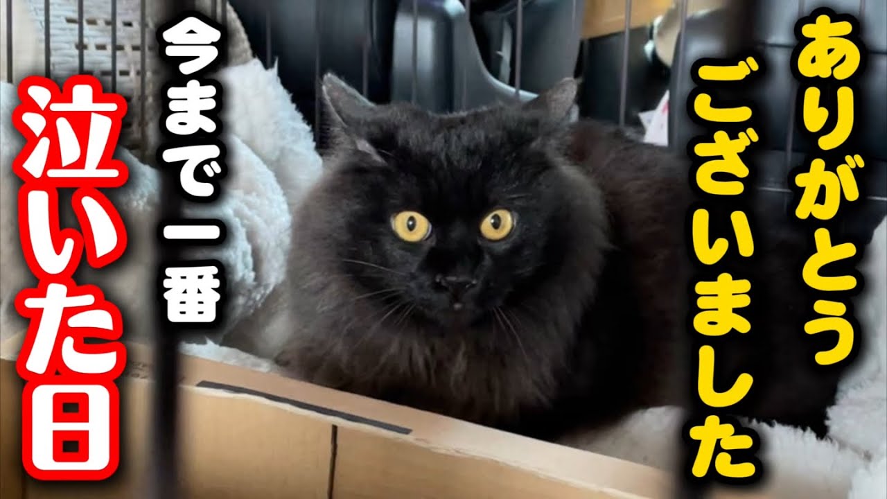 保護猫活動を始めて一番泪した日になりました