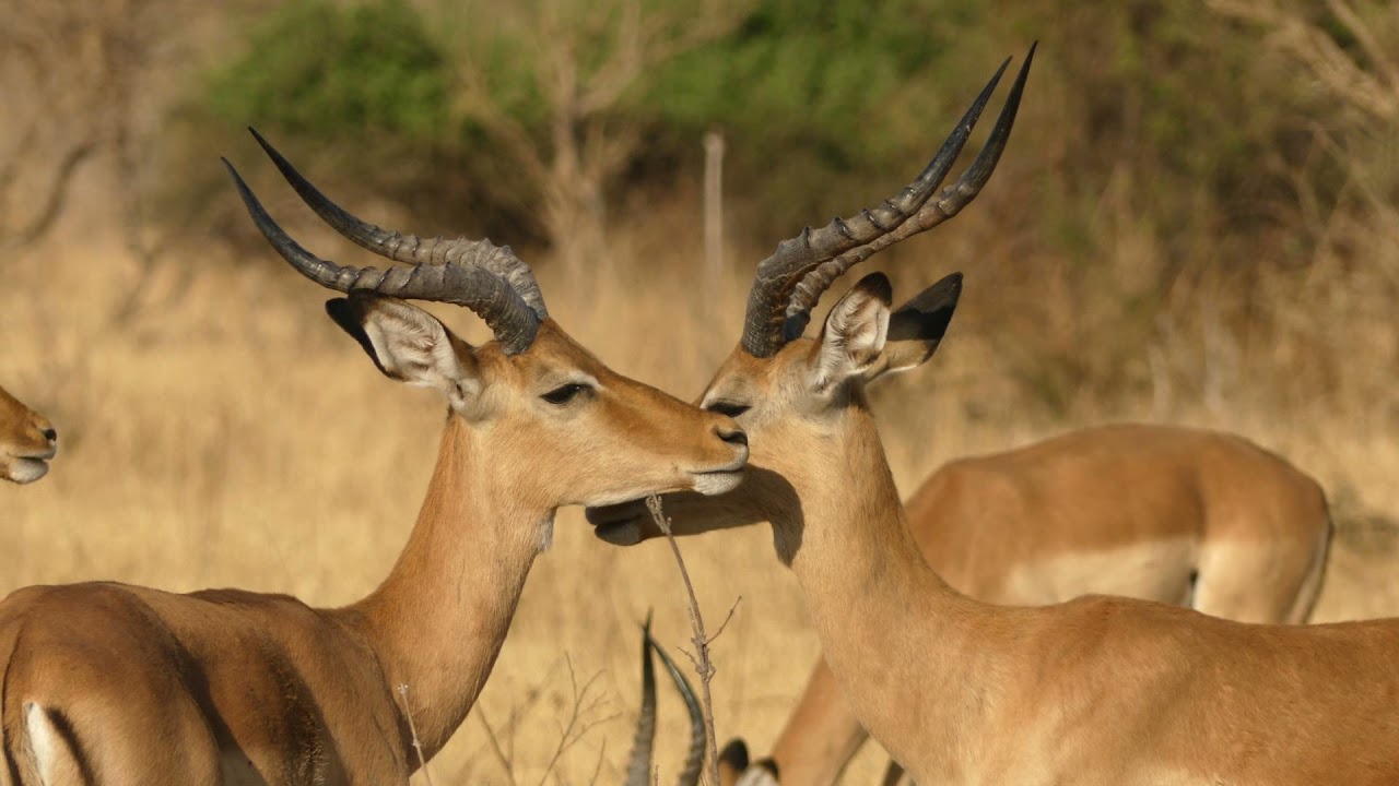 La rivière Chobe - Botswana