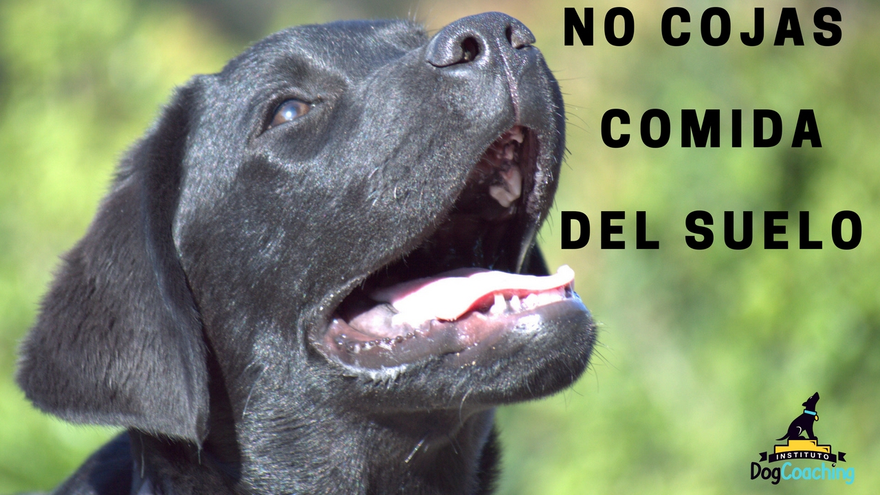 Como enseñar a tu perro a no coger comida del suelo (y recadito a los que ponen veneno)