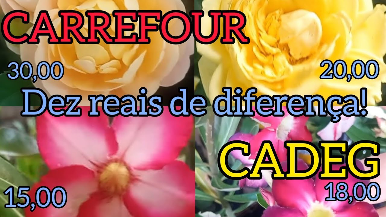 CADEG ou Carrefour? Quem tem o melhor preço?
