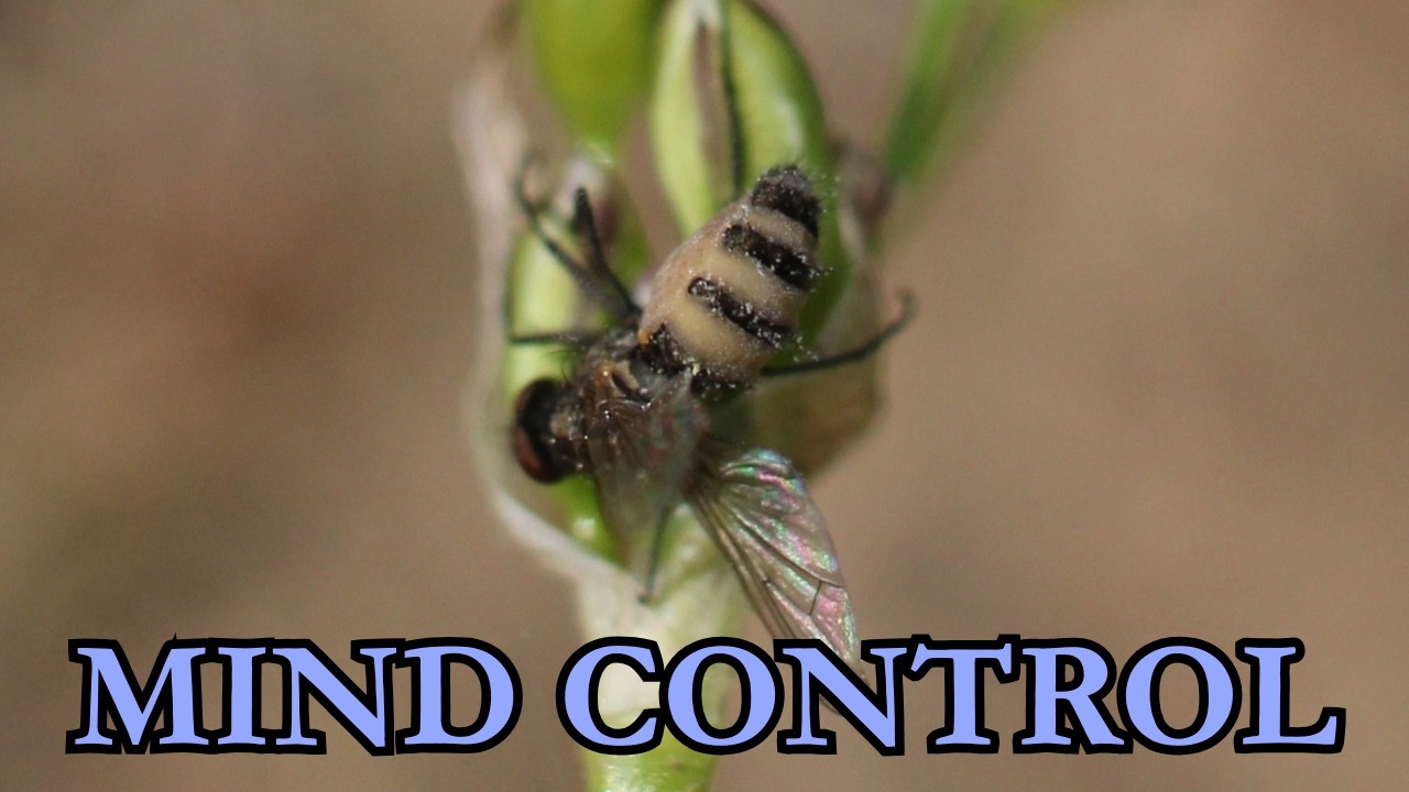 The Fungus that Kills Flies and Controls Their Brains