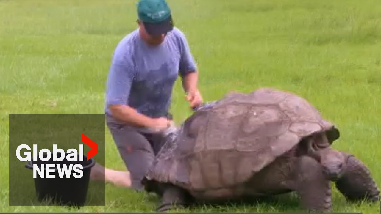 Demise of nearly two centuries-old tortoise turns out to be greatly exaggerated