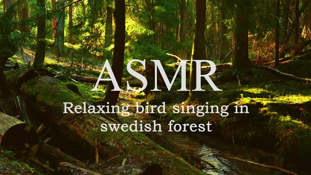 30 min ASMR, Relaxing sound from singing bird in a Swedish forest.