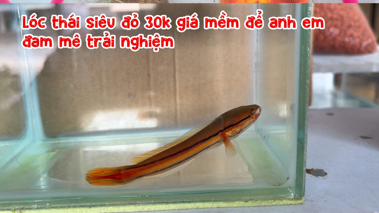 Lóc thái siêu đỏ 30k giá mềm để anh em đam mê trải nghiệm MCC63 