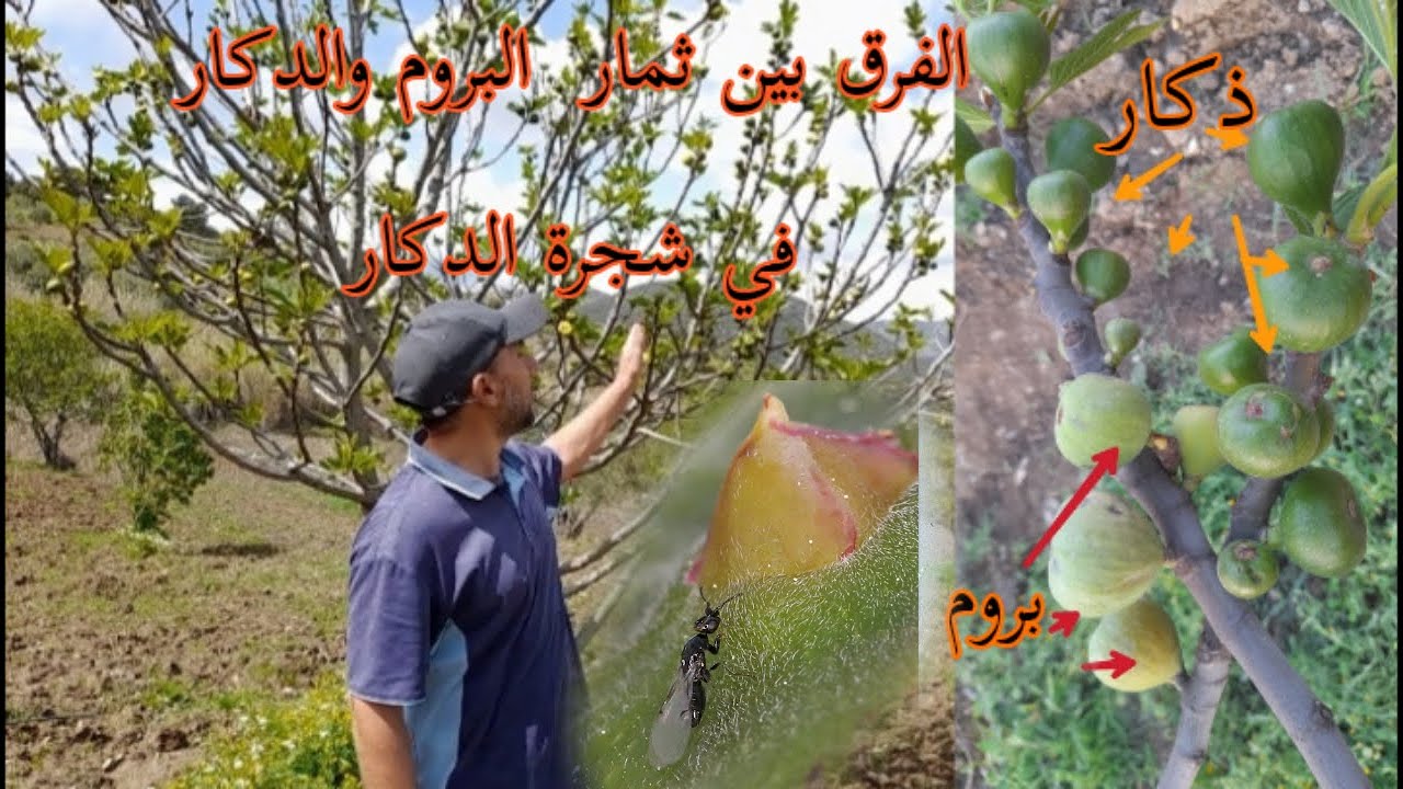الفرق بين ثمار الدكار وثمار البروم في شجرة الدكار