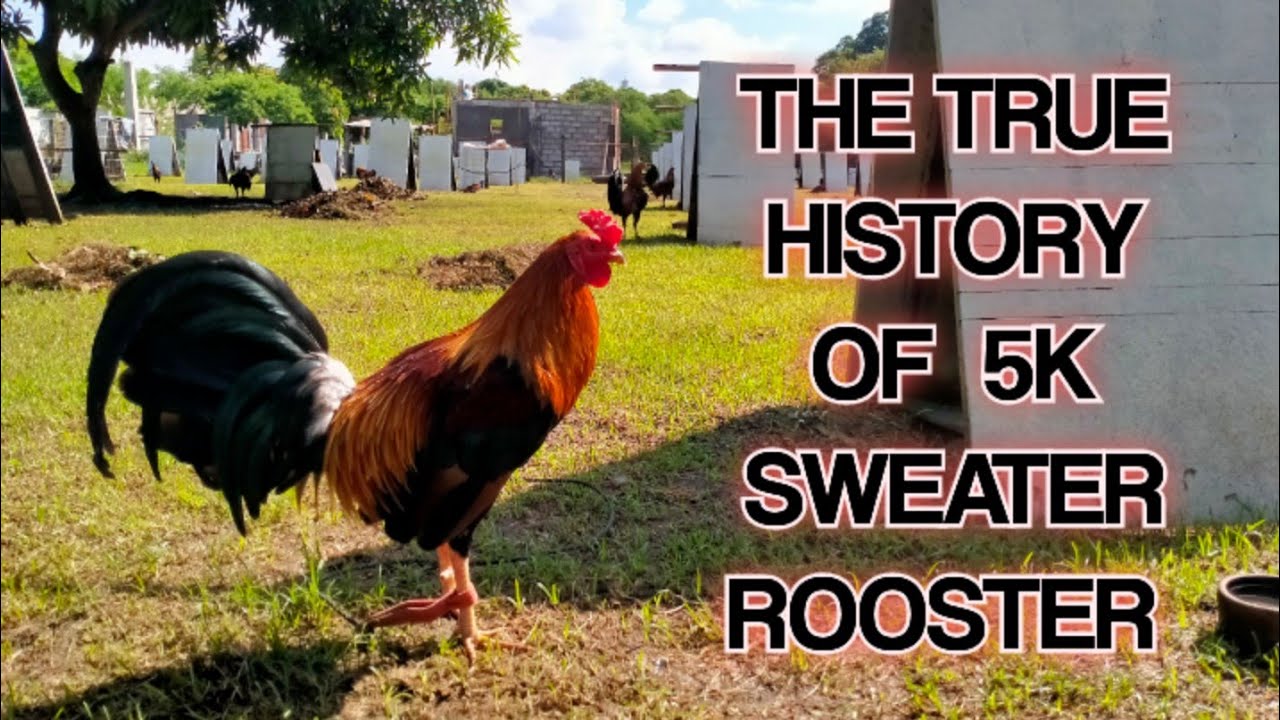 #5KSweaterRooster                                          The True History of 5K SWEATER ROOSTER.