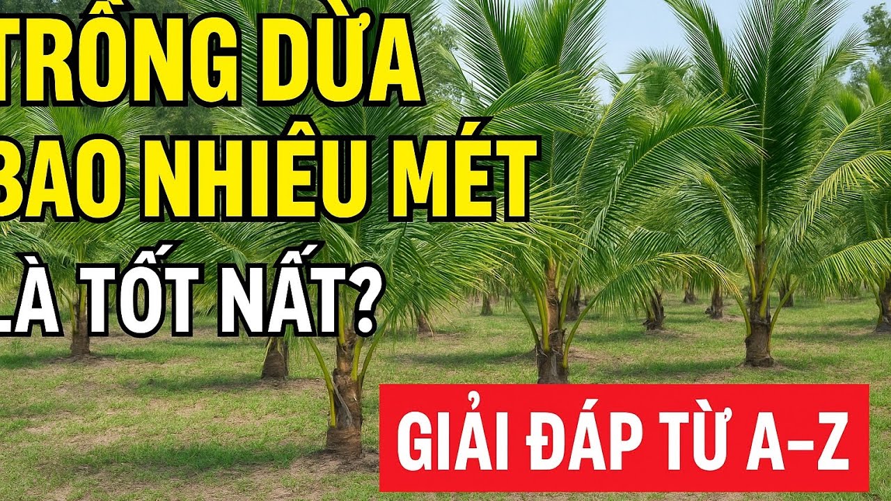 Trồng dừa bao nhiêu mét là tốt nhất? Giải đáp từ A-Z!