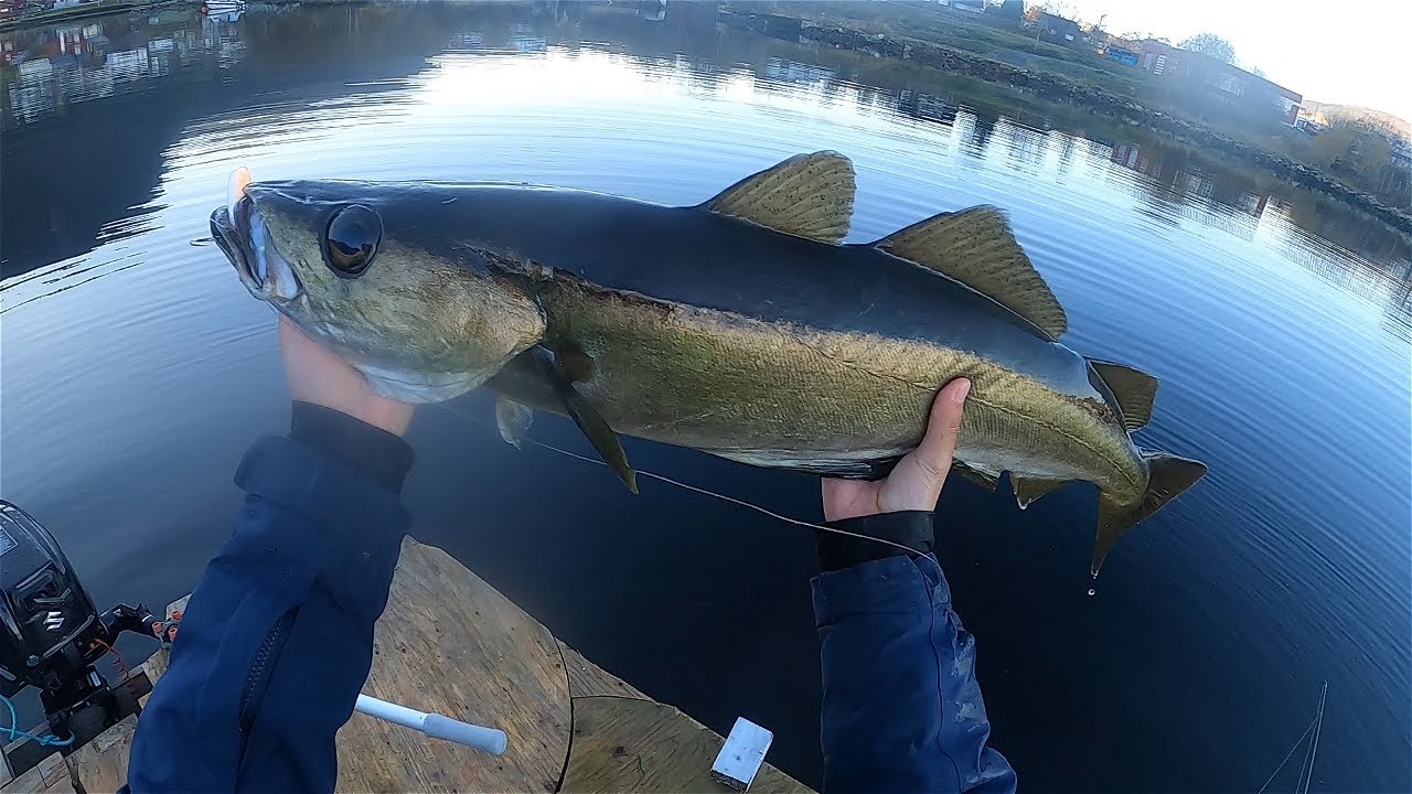 Fishing For HUGE Pollock with SAVAGE GEAR LURE!