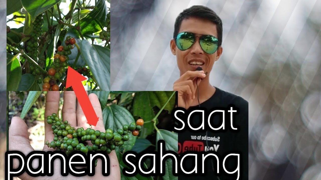 musim panen sahang|lada bangka