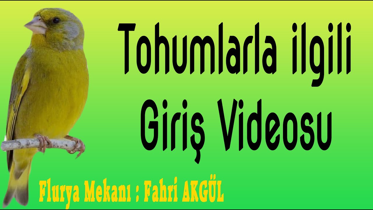 Flurya Mekanı - Tohumlar ile ilgili Giriş Videosu 19/05/2020