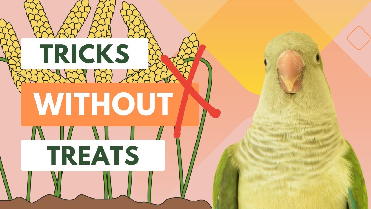Getting Behaviours When Rewards Aren't Available - Tricks Without Treats | Behaviour Solutions