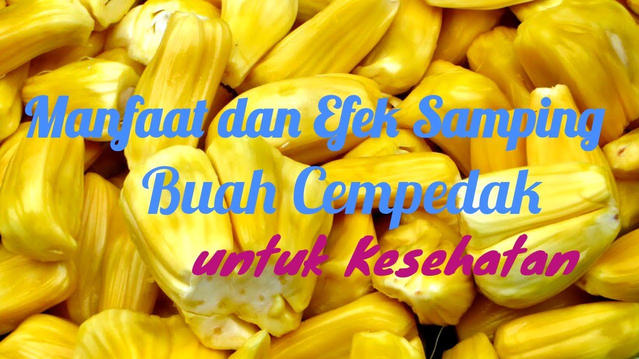 Manfaat dan Efek Samping Buah Cempedak untuk Kesehatan