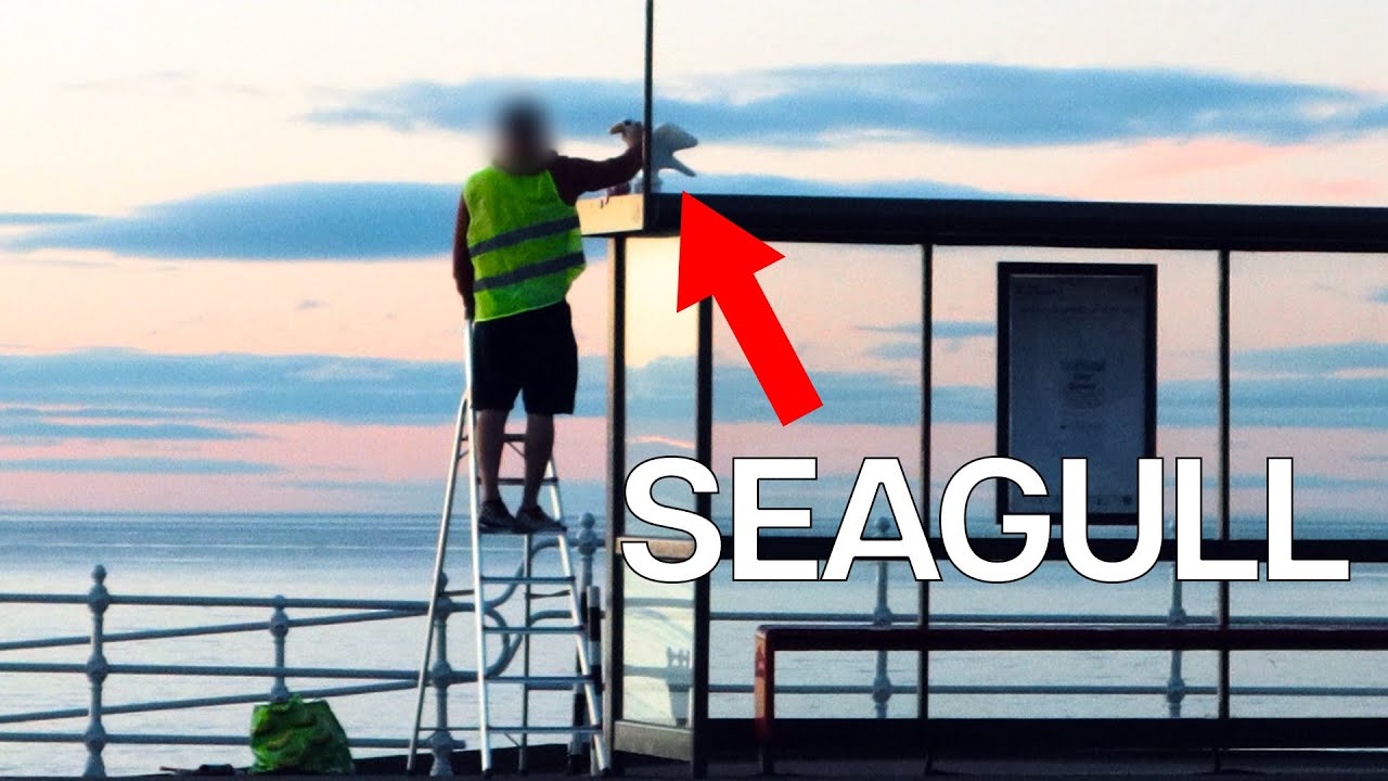 I Hid Life Sized Lego Seagulls Around Aberdeen