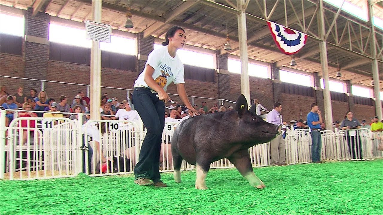 FFA Swine