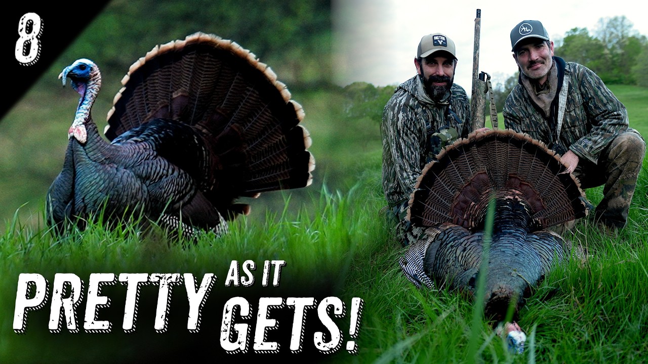 BETWEEN the BARNS  |  STRUTTER comes to 20 YARDS! 