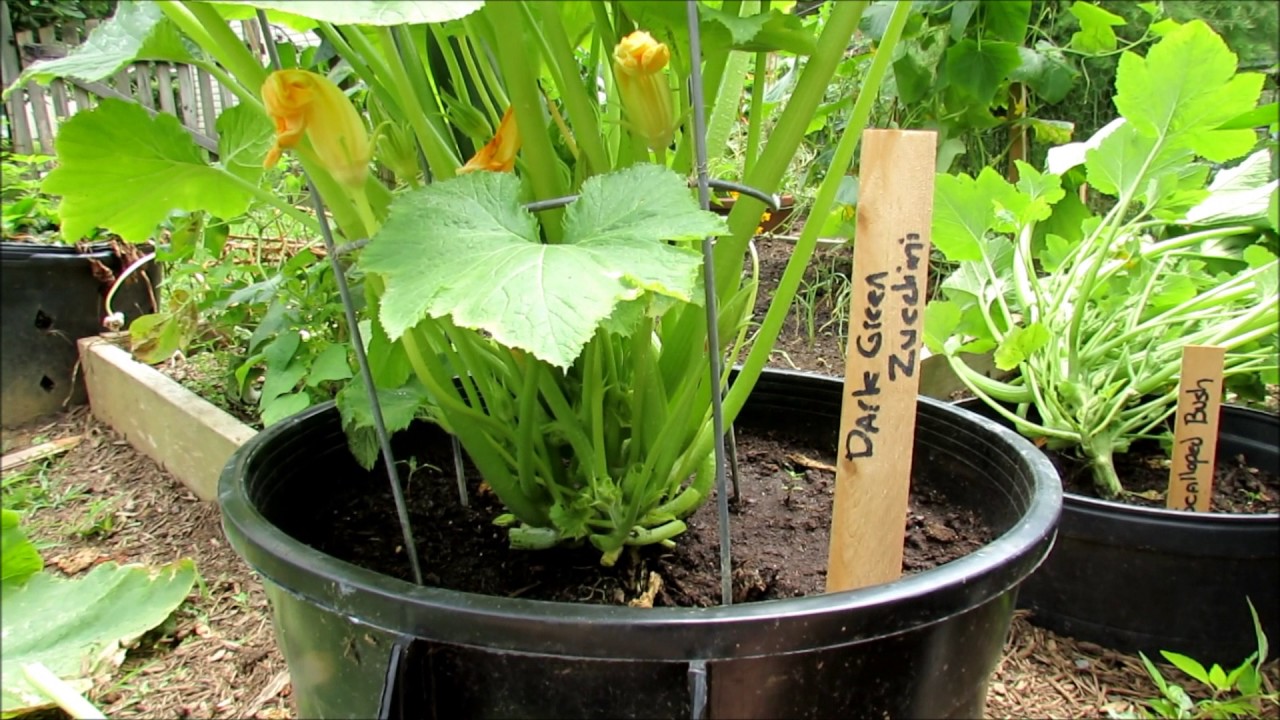 Zucchini & Squash Growing Tips: Insect Inspection, Pruning, Water Wash, Peppermint Spray & Feeding