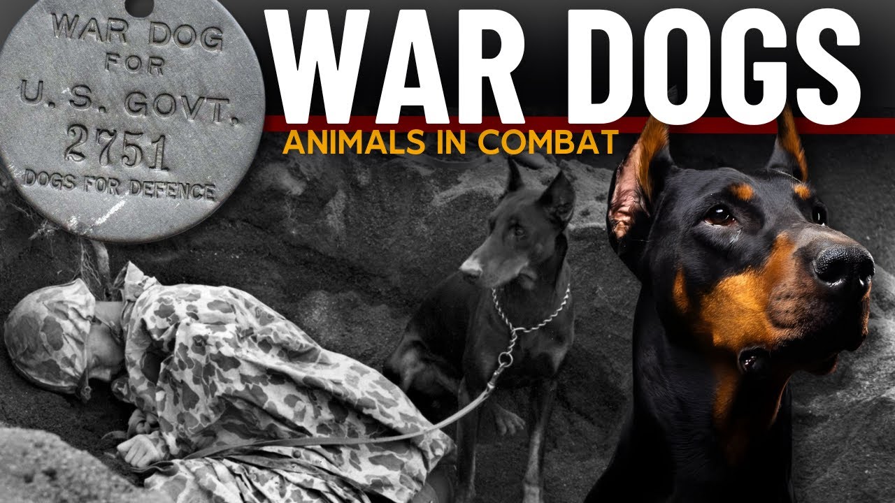 K9 Warriors of World War II – The Dogs Who Changed History