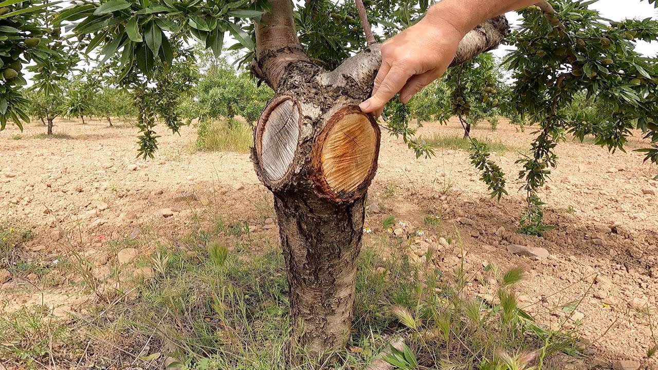 Almendros Guara, Afrontar su renovación.